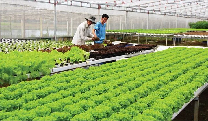 Doanh nghiệp là 'đầu tàu' dẫn dắt chuỗi giá trị nông sản