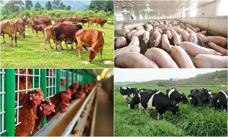 Viet Nam strives to have advanced livestock industry by 2030