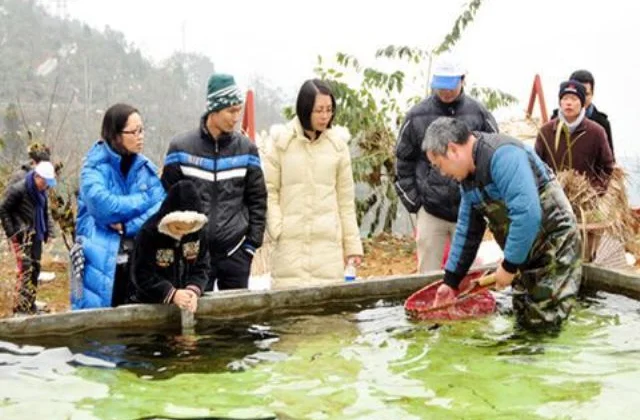 “Vua” cá Hồi, cá Tầm ở Thác Bạc Sa Pa