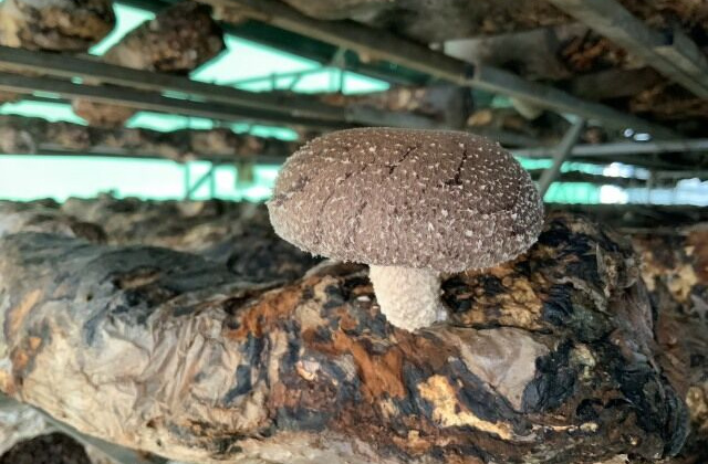 Nấm hương Sa Pa đạt chuẩn VietGAP