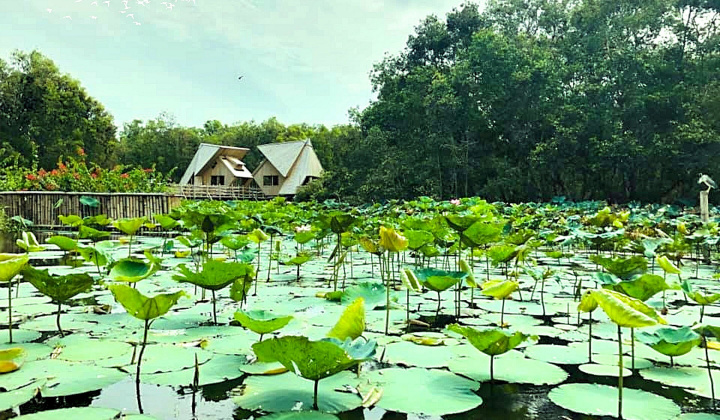 Vẻ đẹp lung linh của Trà Sư mùa nước nổi !