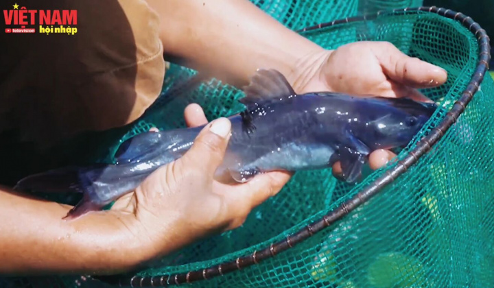 Đắk Lắk: Nuôi cá Lăng Nha trên Lồng bè