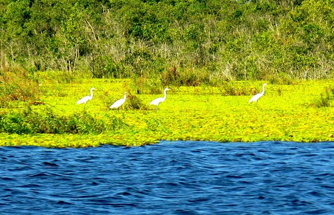 Việt Nam nỗ lực bảo vệ “cái nôi” đa dạng sinh học vùng đất ngập nước