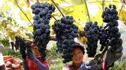 Việt Nam trở thành thị trường nhập khẩu nho lớn nhất của Hàn Quốc