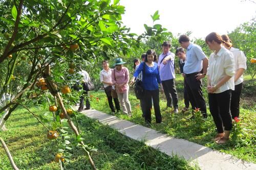 Đồng Tháp đồng hành cùng nông dân, giải quyết khắc phục các “hiện tượng xấu” trên cây có múi