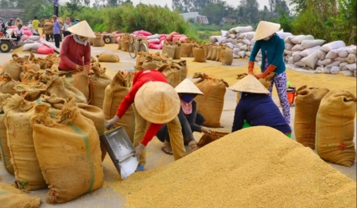Đồng hành cùng lúa đông xuân giúp tạo ra thắng lợi lớn trong khó khăn