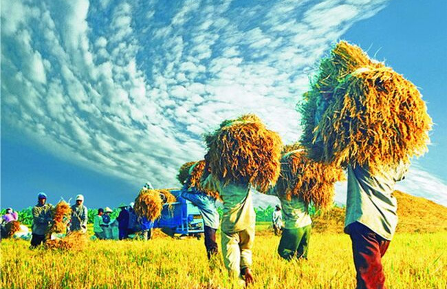 Đảm bảo an ninh lương thực, đẩy mạnh xuất khẩu