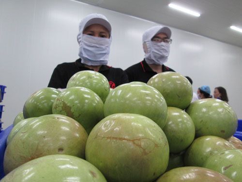 Tìm cách hồi phục con đường xuất khẩu nông sản