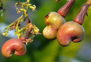 Doanh nghiệp Việt Nam xuất khẩu nông sản sang EU phải sử dụng chứng thư điện tử