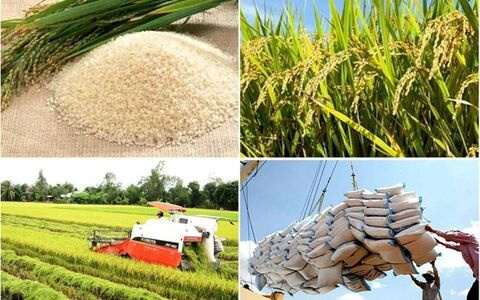 Thị trường lúa gạo không những đáp ứng đủ nhu cầu trong nước mà còn có thể xuất khẩu ra nước ngoài