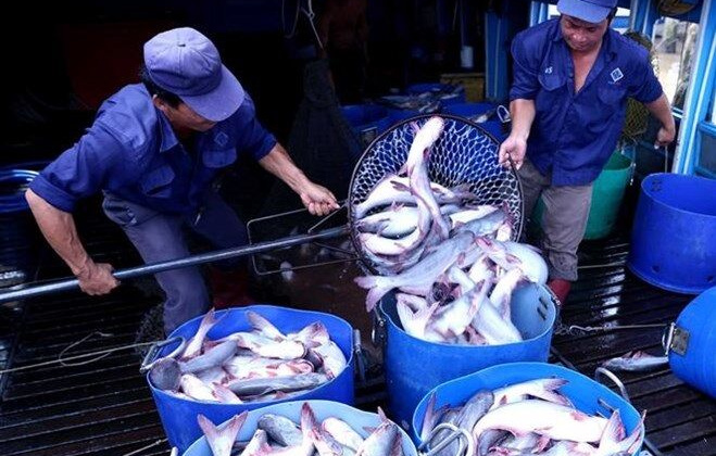 Cùng doanh nghiệp cá tra tạo cơ hội mở rộng, tìm kiếm thị trường mới