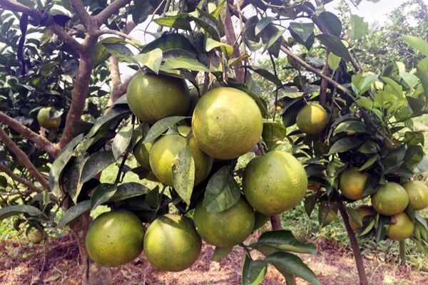 Sản phẩm OCOP Hà Tĩnh - Sự lan tỏa giàu tính kết nối