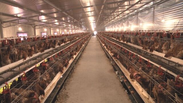 Thanh niên khởi nghiệp với mô hình cho gà nghe nhạc thu về tiền tỉ