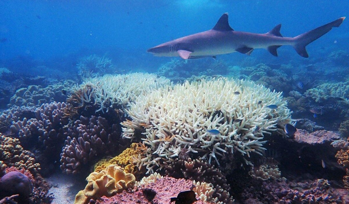 Thử nghiệm kỹ thuật 'làm sáng mây' giúp cứu quần thể san hô Great Barrier