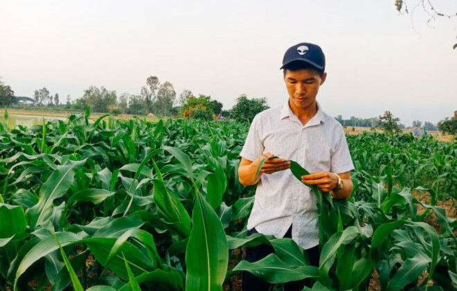 Khởi nghiệp thành công từ trồng bắp nữ hoàng đỏ