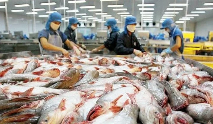 Tin vui đối với ngành xuất khẩu cá tra