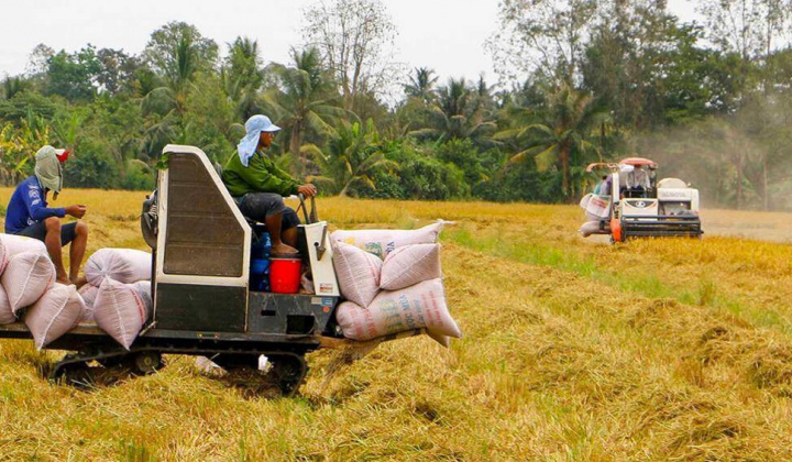 Nhiều cơ hội xuất khẩu gạo song phải kiểm soát chặt