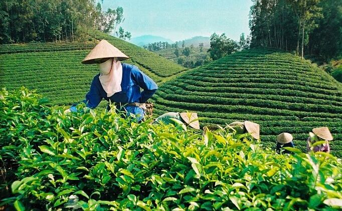 Xuất khẩu chè gặp khó trước áp lực dư cung và đại dịch Covid- 19