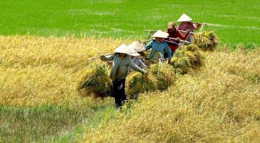 Vụ đông xuân ở Nam Bộ khởi sắc toàn diện