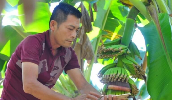 Người kết nối với đối tác Nhật Bản đưa chuối Việt sang thị trường Nhật