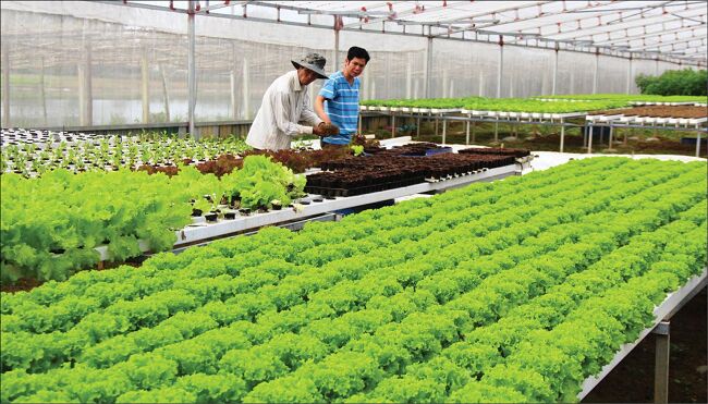 Chuỗi liên kết sản xuất tiêu thụ nông sản: 'Chìa khóa' thúc đẩy tăng trưởng