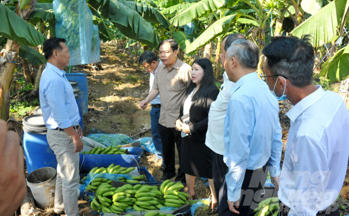 Bộ trưởng Nguyễn Xuân Cường thăm Trang trại chuối cấy mô tại huyện Tri Tôn