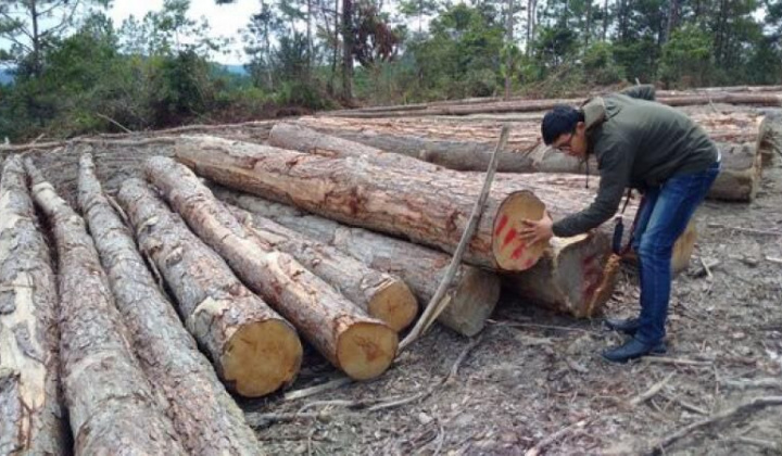 Thủ tướng vào cuộc giải quyết nạn phá rừng quy mô lớn ở Kon Tum