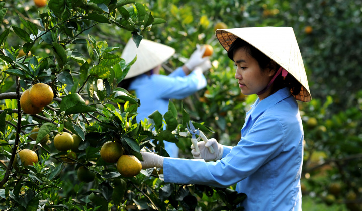 Xây dựng Nông thôn mới ở Thanh Hóa: Thành công từ trách nhiệm và đồng thuận
