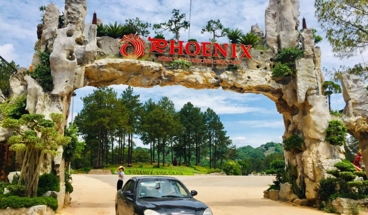 Rừng thông Bản Áng: Phượng Hoàng tung cánh trên cao nguyên Mộc Châu