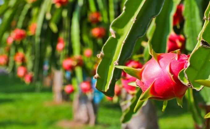 EVFTA: Không để thua trên “sân nhà”