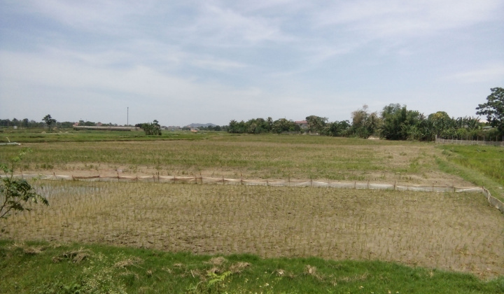 Quảng Lưu (Thanh Hóa) - Nắng hạn gây khó khăn trong sản xuất nông nghiệp