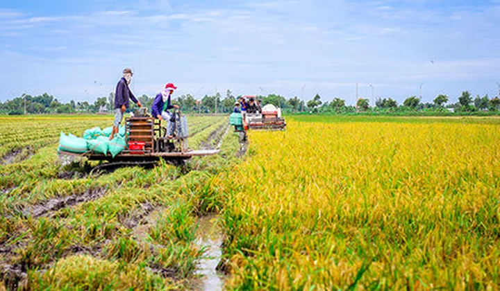 Thắng lợi lớn của vụ lúa xuân 2020 tại Bắc Ninh
