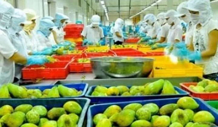 Bất chấp Covid-19, rau quả Việt Nam vẫn mở mới được nhiều thị trường