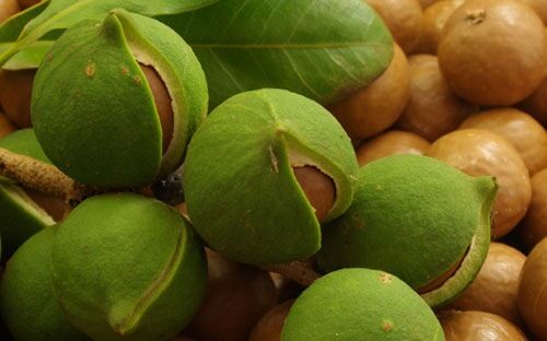 Hội thảo tiềm năng phát triển cây Măc ca ở Kon Tum