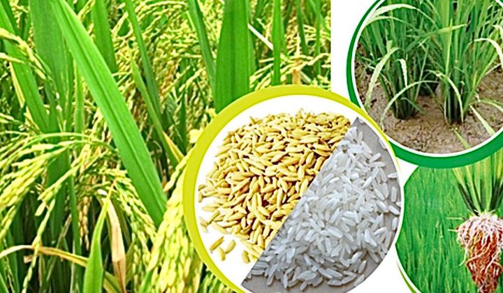 Nắm bắt thời cơ nâng vị thế gạo Việt
