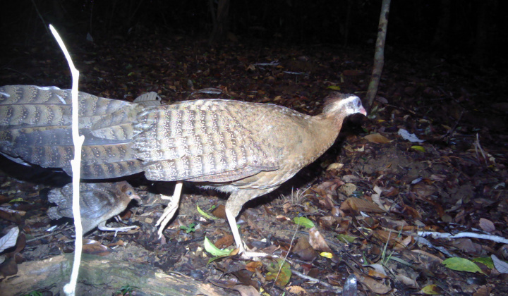 Bảo tồn đa dạng sinh học rừng Kon Plông gắn liền với phát triển sinh kế bền vững