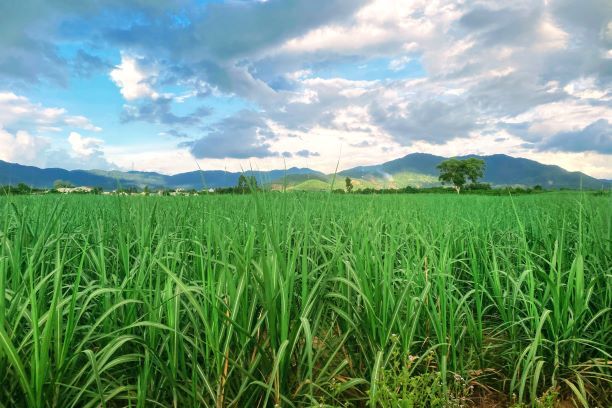 Xã Cư Prông (Eakar- Đắk Lắk): Điểm sáng trên cao nguyên