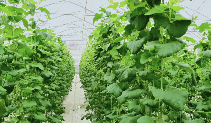 HTX Công nghệ cao Nông Thịnh: Xây dựng sản phẩm nông nghiệp sạch vì một môi trường xanh