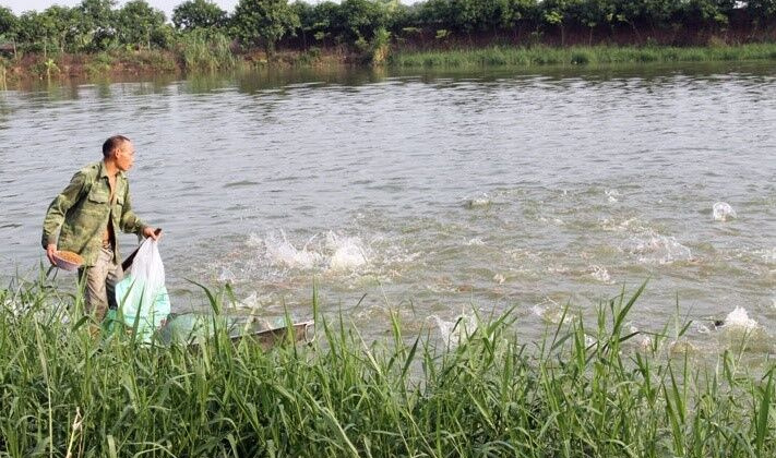 Bắc Ninh: Phát triển ngành thuỷ sản theo mô hình sản xuất an toàn
