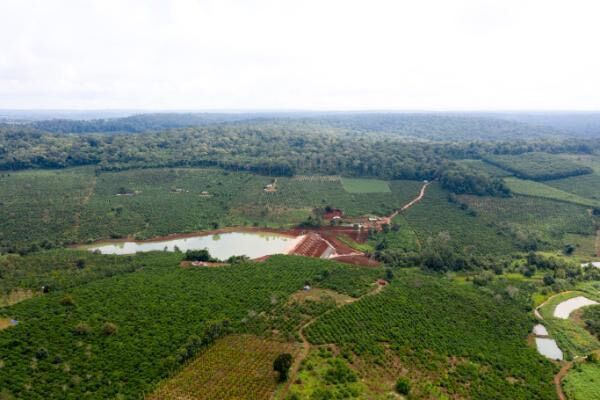HMONG COFFEE Farm - Khám phá vùng nguyên liệu mới