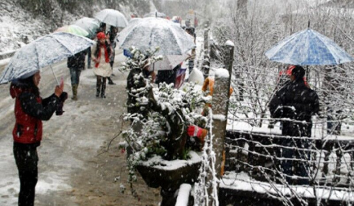 Lào Cai: Thiệt hại nặng do rét đậm, rét hại