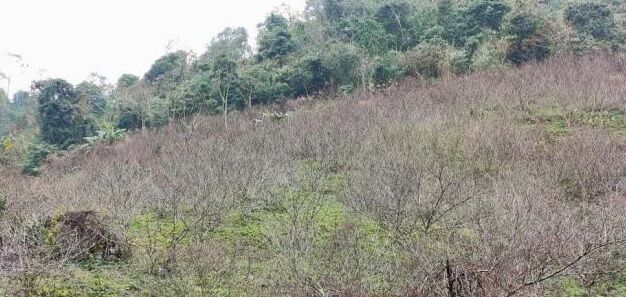 Sơn La : Dán tem truy xuất nguồn gốc cây đào vườn của người dân địa phương