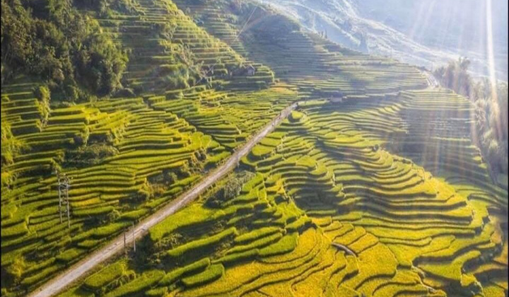 Lào Cai: Bức tranh Thề Pả mùa lúa chín