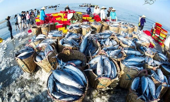 Khắc phục “thẻ vàng” IUU: EC dự kiến kiểm tra trực tiếp vào quý 1/2022