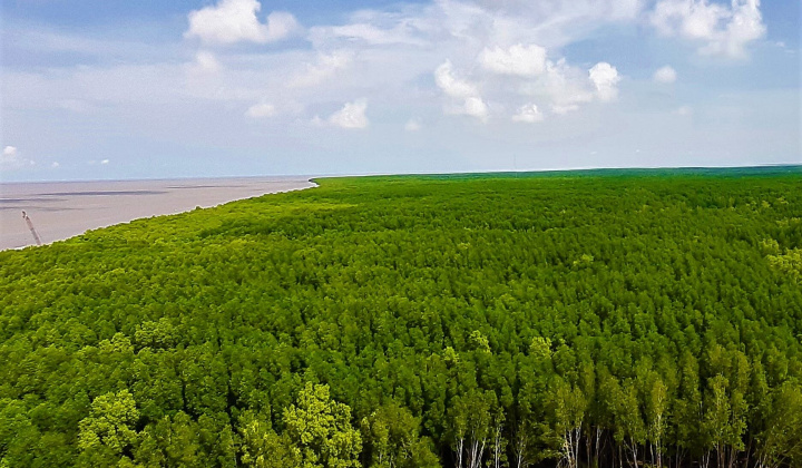 Bảo vệ và phát triển rừng vùng ven biển ứng phó với BĐKH và thúc đẩy tăng trưởng xanh