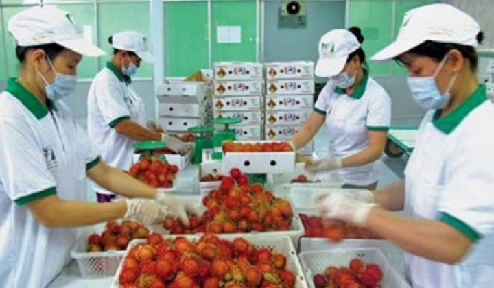 EU thông báo tần suất kiểm tra thực tế rau quả nhập khẩu từ Việt Nam
