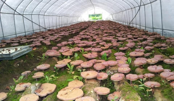 Phát triển mô hình chuỗi giá trị nấm linh chi tại Việt Nam