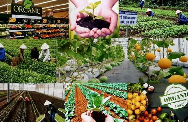 Hợp tác xã nông nghiệp thúc đẩy chuyển đổi số, thích ứng thời đại 4.0