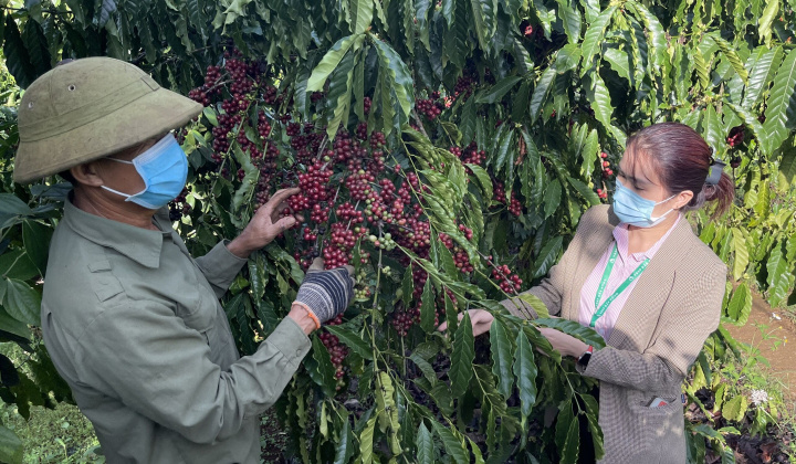 Đắk Nông: Vốn tín dụng chính sách tạo sinh kế cho người hồi hương