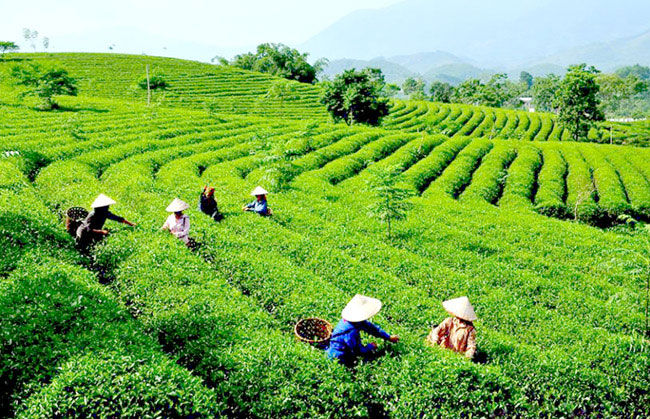 Kinh tế xanh sẽ là tiền đề để phát triển bền vững